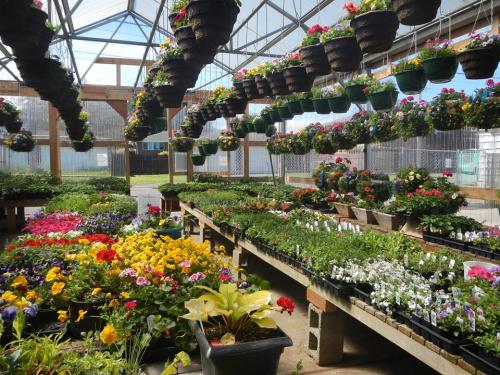 Hanging Flower Baskets